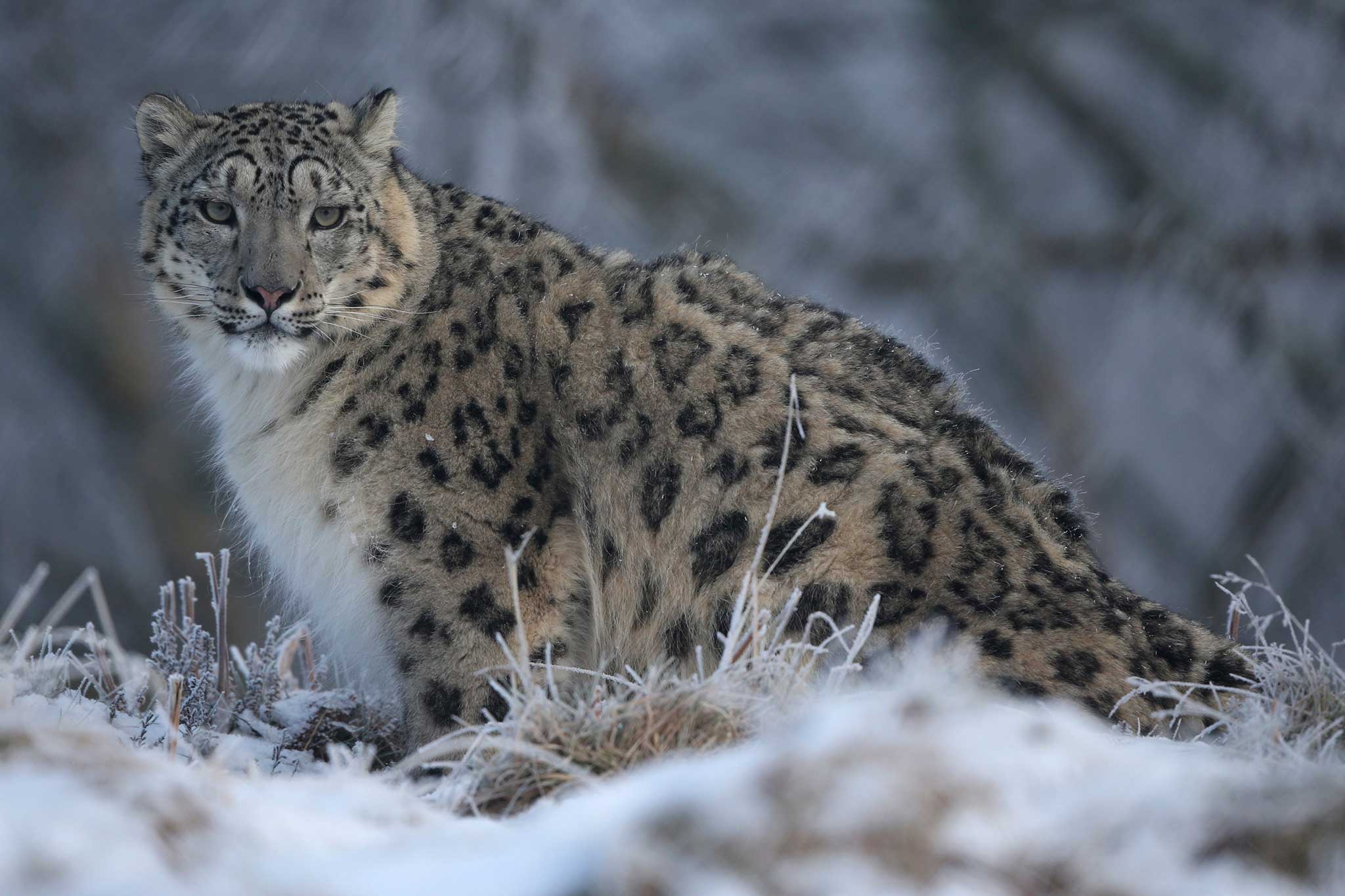 The Snow Leopard Expedition by andBeyond | Robb Report Malaysia