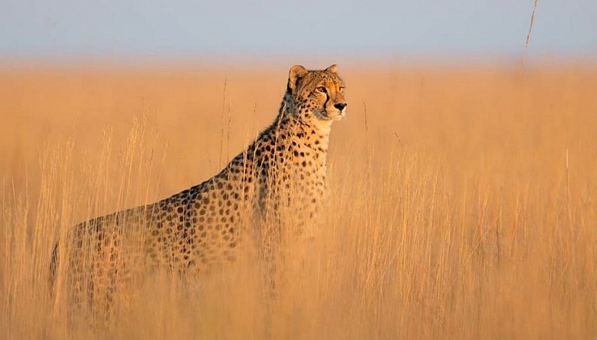 Zambia's King Lewanika Lodge is like the Serengeti without the crowds ...