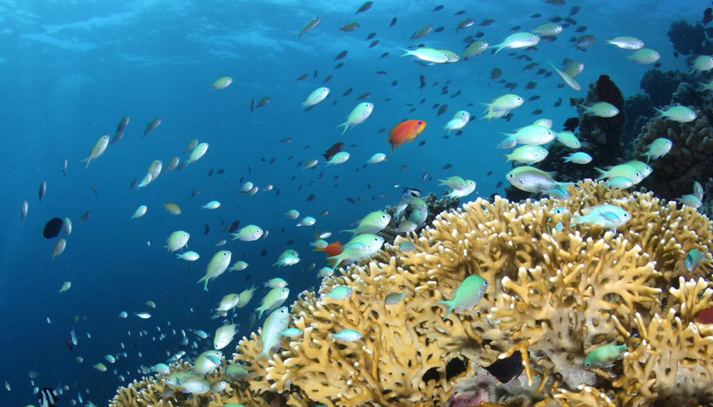 Marine life in Maldives