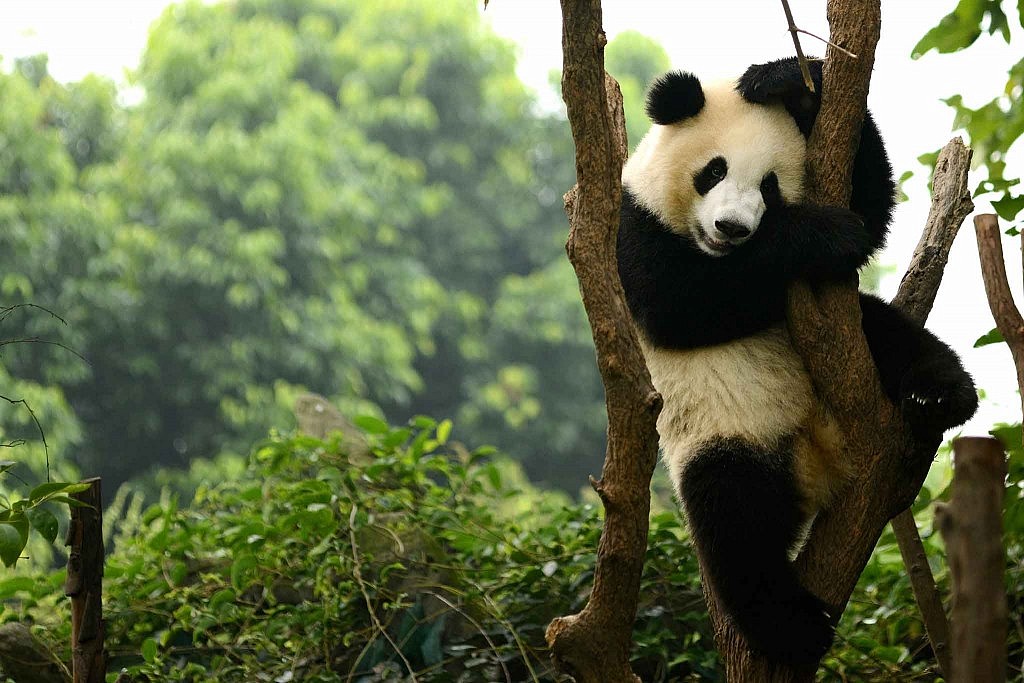 Sichuan, pandas