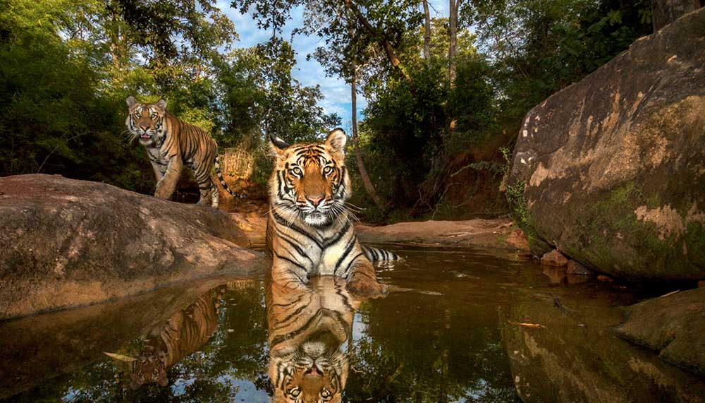 Steve Winter, Tiger photo