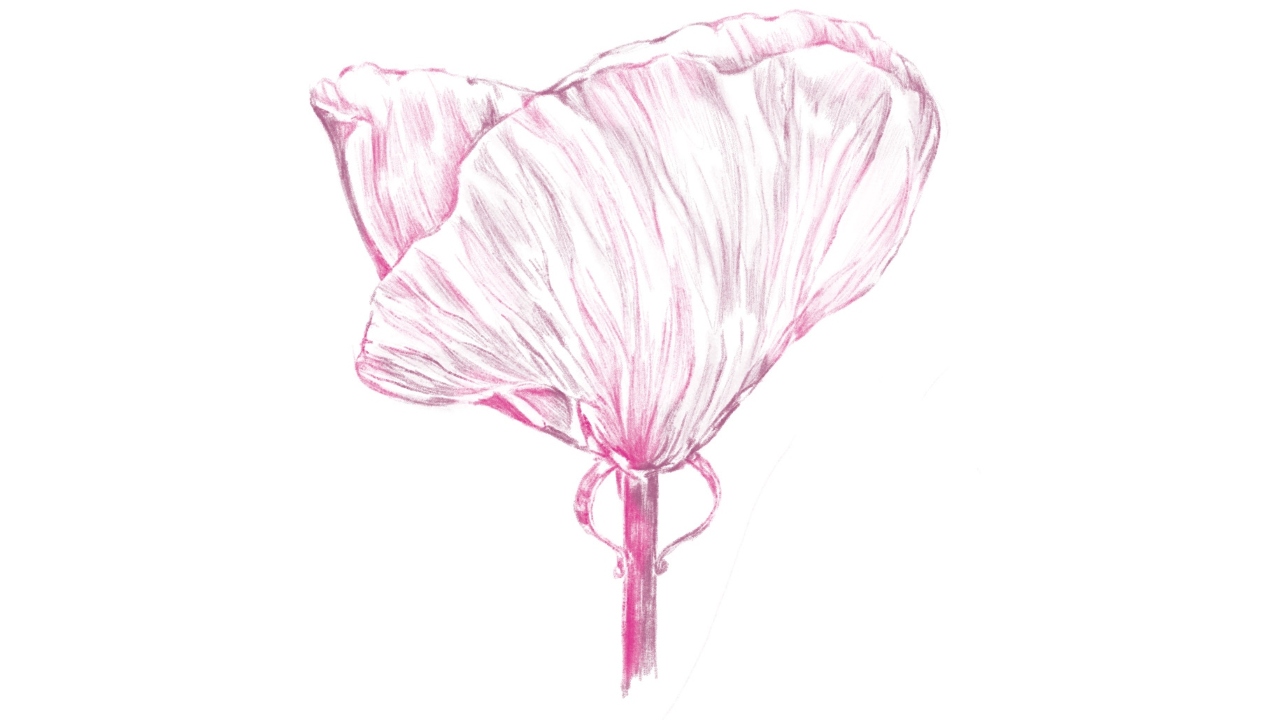 An intricate sketch of the rose petals.