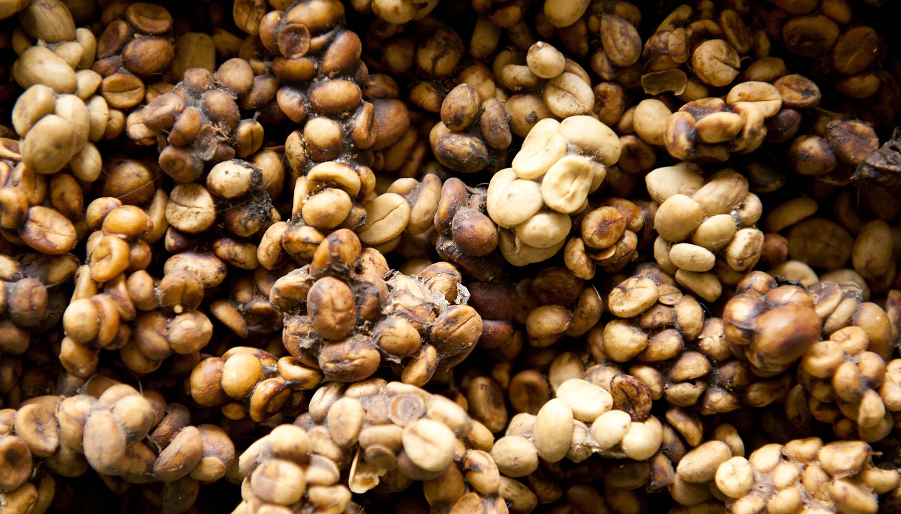 Four most expensive coffee beans
