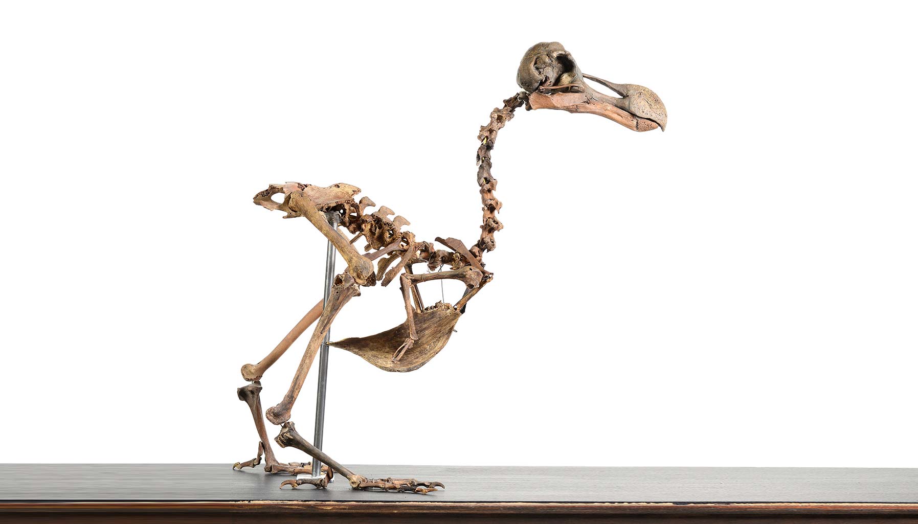 real dodo bird skeleton
